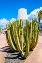 Vertical shot of a cactus growing on a sunny terrace