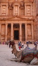Vertical shot of a camel resting in front of the historic Rose City of Petra in Jordan