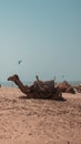 Vertical shot of a camel with a saddle resting on a beach under the blue sky