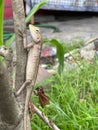 Vertical shot of the camouflaged lizard climbing the tree branch Royalty Free Stock Photo