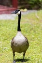 Vertical shot of a Canada goose (Branta canadensis). Ontario, Canada Royalty Free Stock Photo