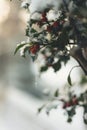 Vertical shot of Canada hollies growing in the garden in winter