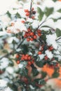 Vertical shot of Canada hollies growing in the garden in winter