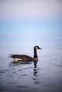 Vertical shot of a Canadian goose floating on a blue pond surface Royalty Free Stock Photo