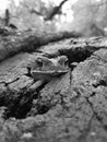 Vertical shot of a cane toad in the hole in black and white Royalty Free Stock Photo