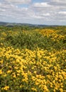 Vertical shot of Caragana frutex flowers in a valley under a cloudy sky Royalty Free Stock Photo