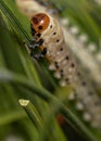Vertical shot of a caterpillar holding on to a pine tree spikes