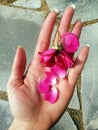 Vertical shot of a caucasian woman holding sweet pea flower petals in her palm Royalty Free Stock Photo