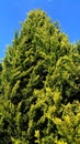 Vertical shot of a cedar lemon tree evergreen in Verdant Big Forest, China