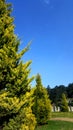 Vertical shot of a cedar lemon tree evergreen in Verdant Big Forest, China