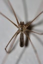Vertical shot of a cellar spider with long legs isolated on a white background Royalty Free Stock Photo