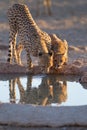 Vertical shot of cheetahs drinking water from a small pond Royalty Free Stock Photo