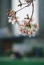 Vertical shot of the cherry blossom tree flowers Royalty Free Stock Photo