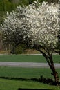 Vertical shot of a cherry blossom tree in the green field Royalty Free Stock Photo