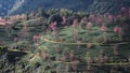 Vertical shot of Cherry Blossom trees in Dali Valley in Yunnan, China Royalty Free Stock Photo