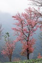 Vertical shot of Cherry Blossom trees in Dali, Yunnan, China Royalty Free Stock Photo