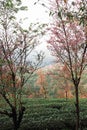 Vertical shot of Cherry Blossom trees in Dali, Yunnan, China Royalty Free Stock Photo