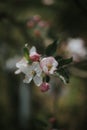 Vertical shot of cherry blossoms on a tree branch Royalty Free Stock Photo