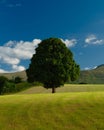 Vertical shot of a chestnut tree in the middle of the field Royalty Free Stock Photo