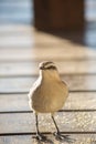 Vertical shot of a Chilean mockingbird standing on a wooden table in a field under the sunlight