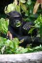 Vertical shot of a Chimpanzee eating leaves in Gombe Stream National Park