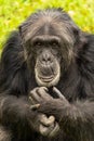 vertical shot of a chimpanzee sitting with its hands clasped in front of its chest