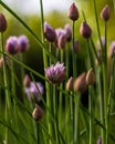 Vertical shot of Chives flowers in a park Royalty Free Stock Photo