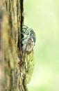 Vertical shot of a cicada perched on a tree trunk