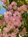 Vertical shot of clair matin roses Royalty Free Stock Photo