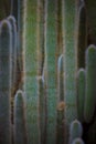 Vertical shot of Cleistocactus hyalacanthus cacti showing needle clusters