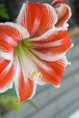 Vertical shot. Close up of a beautiful amaryllis Royalty Free Stock Photo
