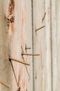 Vertical shot, close-up of old rusty nails sticking out of dark old boards, wood texture, vintage tone surface Royalty Free Stock Photo