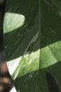 vertical shot of a close-up shot of green and white leaf