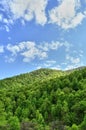 Vertical shot of the cloudy sky over a dense forest in summer