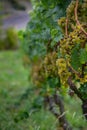 Vertical shot of clusters of green grapes growing on branches in a vineyard