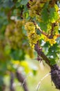 Vertical shot of clusters of green grapes growing on trees in a vineyard