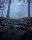 Vertical shot of a cobblestone walkway in the mysterious foggy autumn forest Royalty Free Stock Photo