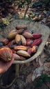 Vertical shot of cocoa beans in Amazon rainforest of Peru Royalty Free Stock Photo