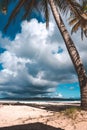 Vertical shot of a coconut tree at a tropical beach paradise under a cloudy blue sky Royalty Free Stock Photo