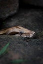 Vertical shot of a coiled snake resting against a rocky surface