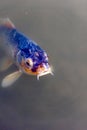 Vertical shot of a colorful fish in a water pond in a Japanese Garden Royalty Free Stock Photo