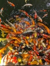 Vertical shot of colorful fishes swimming in a pond Royalty Free Stock Photo