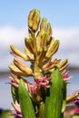 Vertical shot of a colorful hyacinth Royalty Free Stock Photo