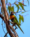 Vertical shot of colorful loriini parrot seen from between leaves and branches of a tree Royalty Free Stock Photo