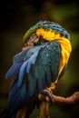 Vertical shot of the colorful macaw parrot (Ara Macao) perched on a branch with a blurry background Royalty Free Stock Photo