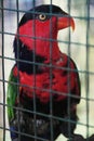 Vertical shot of a colorful parrot behind a fence Royalty Free Stock Photo