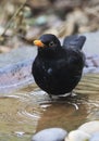 Vertical shot of a common blackbird standing on the puddle on a blurred background