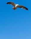 Vertical shot of a Common gull flyng in the blue sky Royalty Free Stock Photo