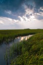 Vertical shot of common reeds in a swamp under a cloudy sky Royalty Free Stock Photo