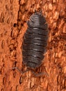 Vertical shot of a Common rough woodlouse isolated on a red background Royalty Free Stock Photo